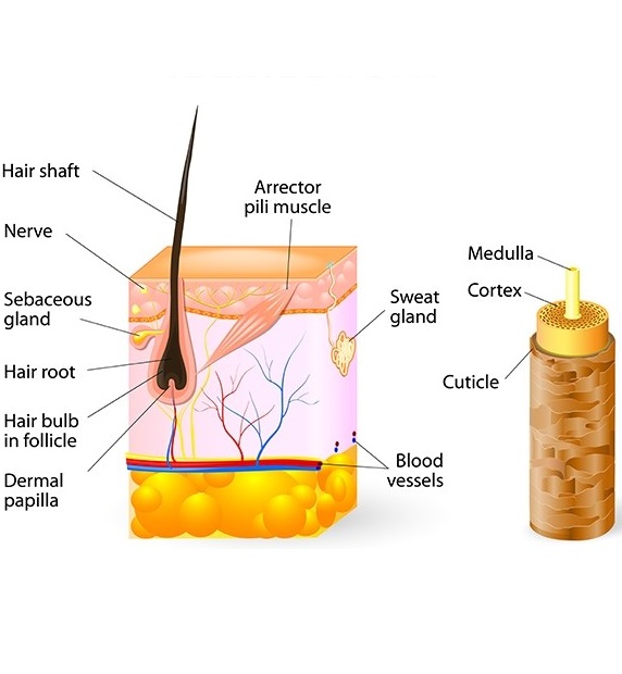 Hair Anatomy 1