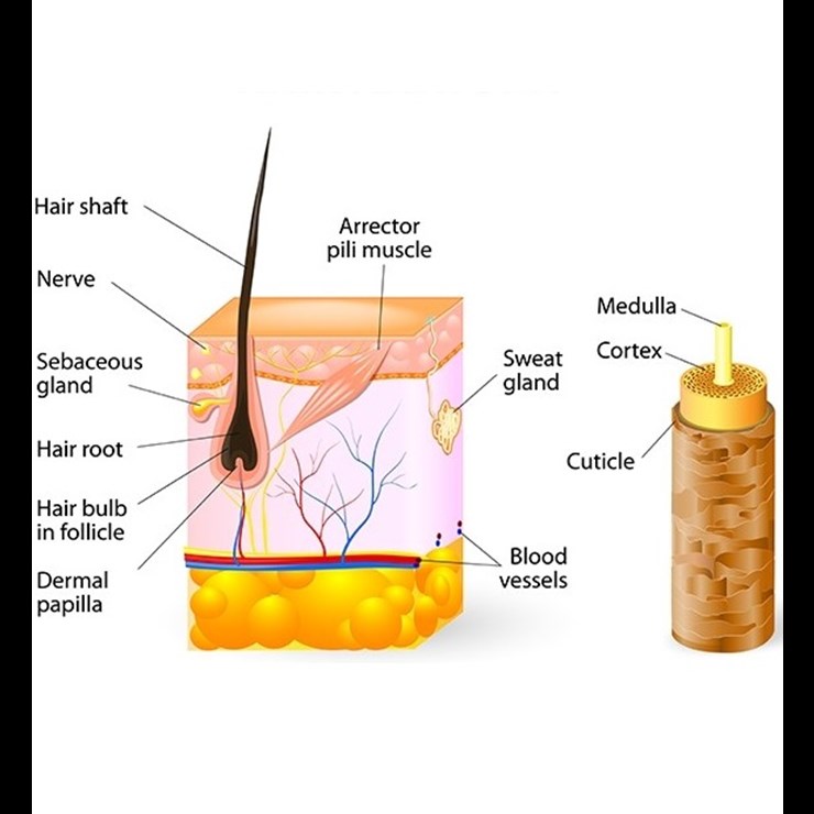 Hair Anatomy 1