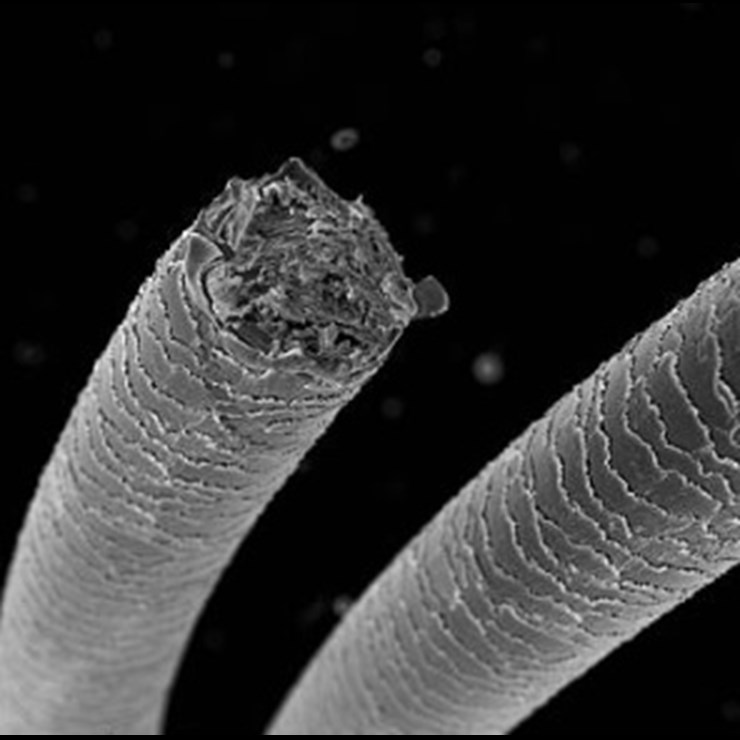 Hair Macro