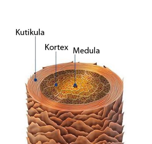 Hair Anatomy 2