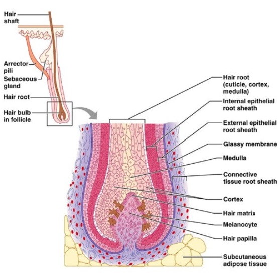 Hair Anatomy 3